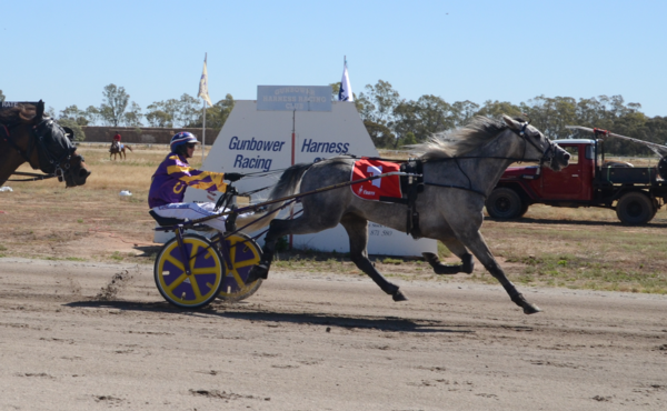 trots-review-new-zealand-imports-fire-at-gunbower