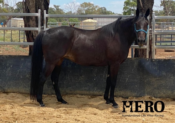 hrv-hero-retrainers-offer-a-sweeter-life-for-honey