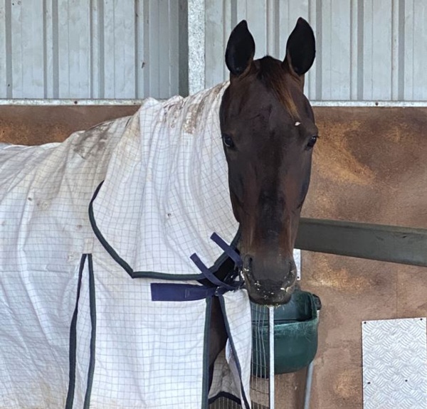 heard-the-whisper-big-things-expected-from-kiwi-trotter