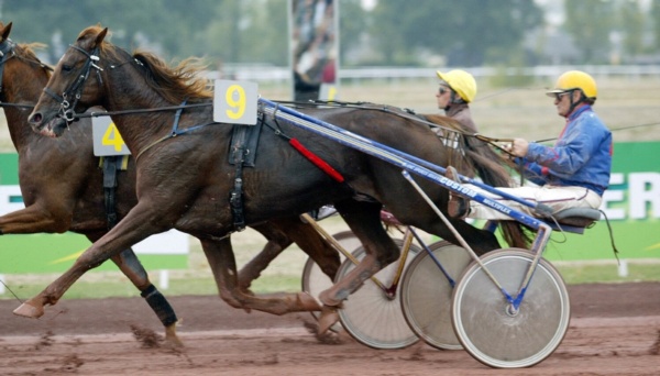 maharajah-and-ready-cash-dominate-european-stallions