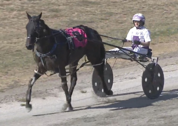 mighty-win-gives-shannon-a-century-in-the-sulky