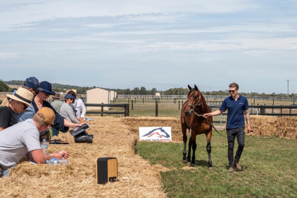 trotsvision-to-cover-nutrien-equine-yearling-parade-and-sale