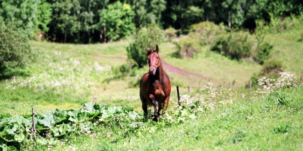 horse-industry-important-to-swedish-economy