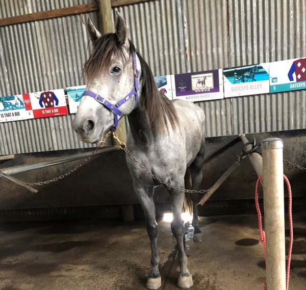 smokey-the-standie-working-towards-a-new-career-at-the-track