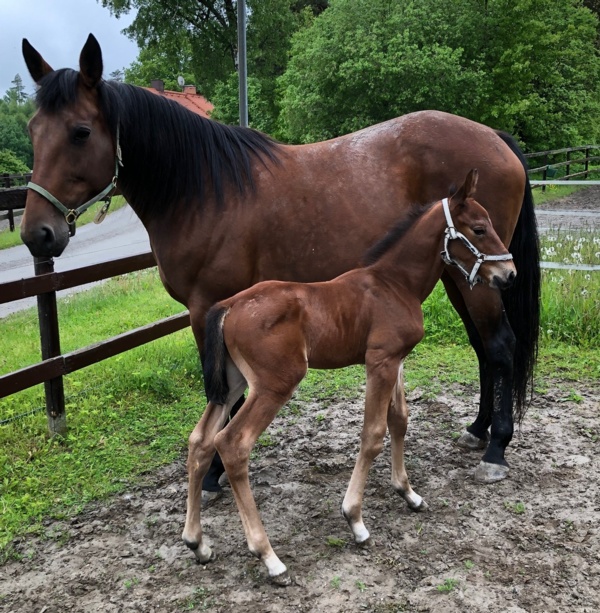 aussie-superstar-set-to-make-her-mark-as-broodmare-in-sweden