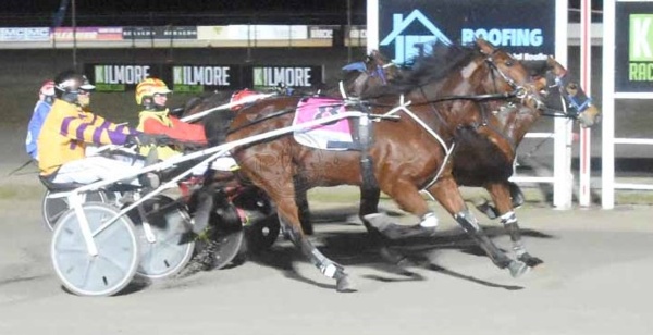 hobby-trainer-holds-a-passion-for-pegasus-spur-stock