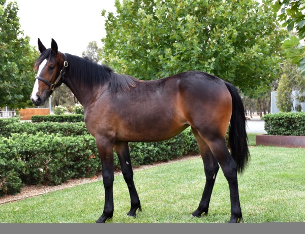 follow-a-foal-filly-breaks-through-for-maiden-triumph