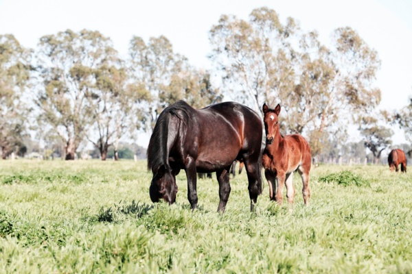 breeders-week-big-aims-and-pure-wins-as-spotlight-turns-to-breeding