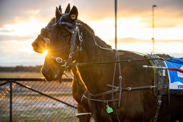 bonningtons-200-victoria-cup-night-game-plan