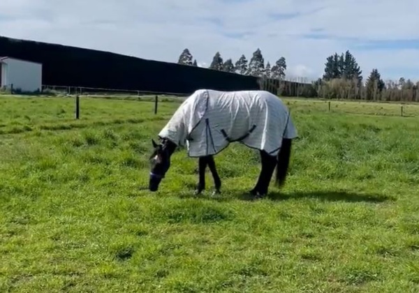 rock-n-roll-doo-really-enjoying-himself-ahead-of-nz-debut