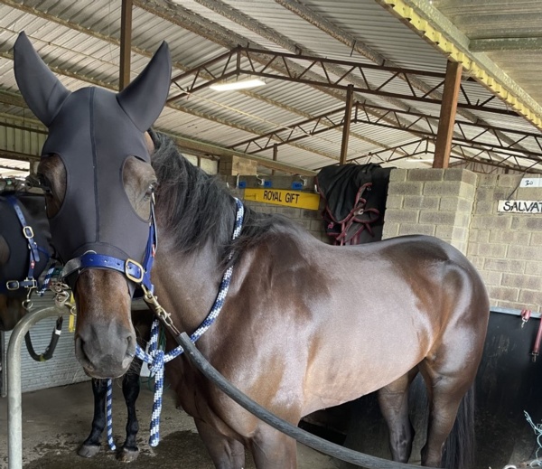 western-australian-raider-ready-for-a-serious-tilt-at-id22