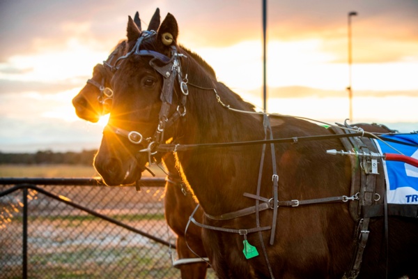 tab-punters-get-set-for-semi-final-night-as-big-bets-roll-in