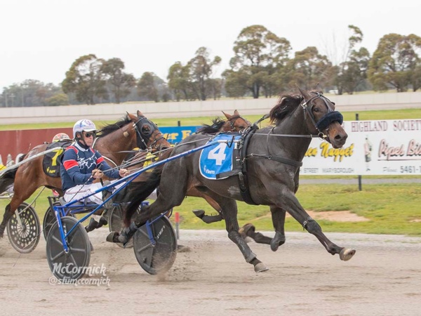 big-guns-to-the-fore-as-trotters-tackle-breeders-crown-heats