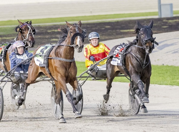 miles-top-filly-ready-to-show-some-attitude-in-lang-mile