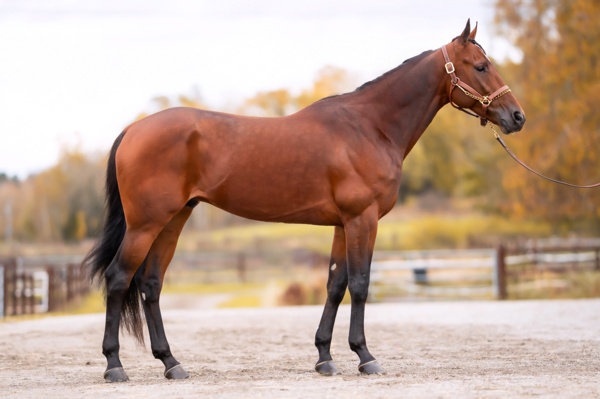 calgary-games-the-new-star-of-international-trotting