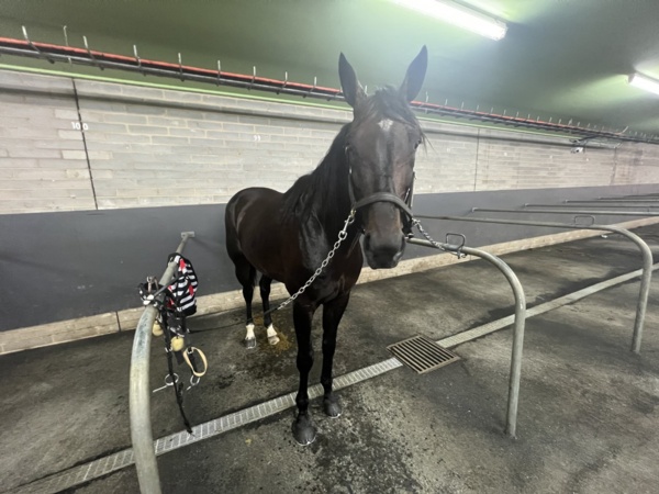 watch-ravishing-sparkles-in-brilliant-ballarat-trial