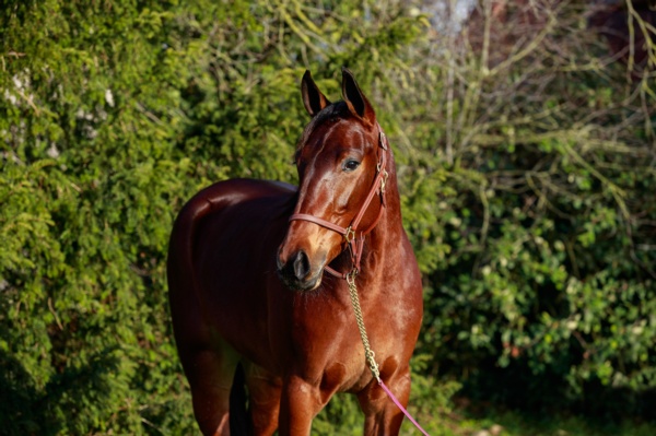 unbeaten-italian-filly-victoria-bound-after-six-figure-buy