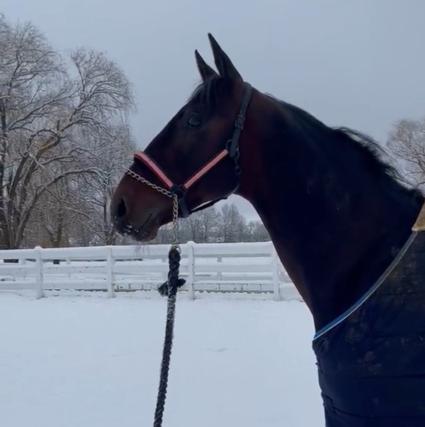 tritton-readies-to-break-the-ice-with-special-lochinvar-art