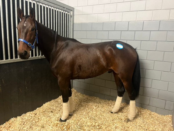 just-believe-really-well-as-elitloppet-trip-reaches-amsterdam