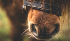 agriculture-victorias-investigation-into-deaths-continues