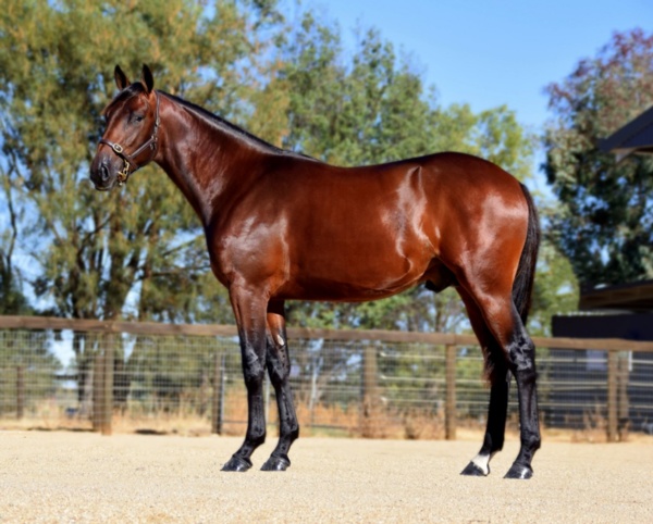 the-bigboss-ready-to-rule-in-nutrien-equine-classic-series