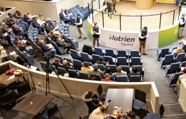 siblings-to-group-winners-on-show-at-melbourne-sale