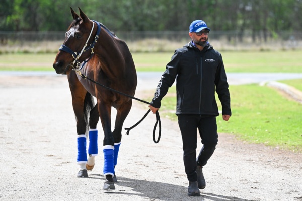 big-decision-looms-as-captain-ravishing-is-set-for-vic-cup