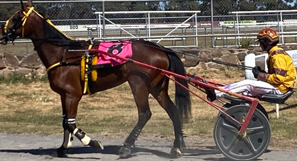 new-kid-on-the-block-ready-to-star-on-breeders-crown-finals-night