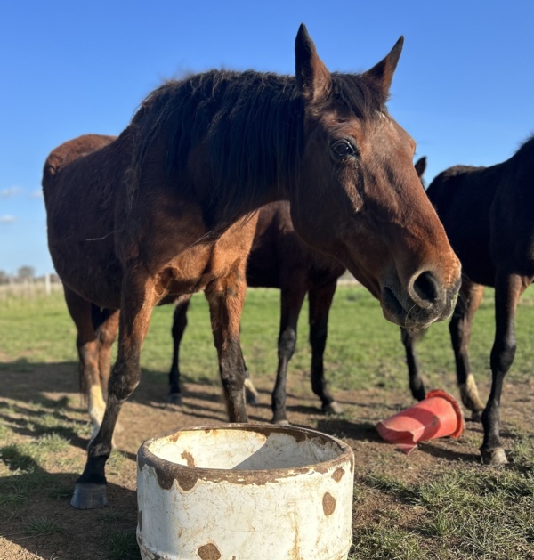 grand-old-trotting-mare-is-worry-free-on-her-34th-birthday