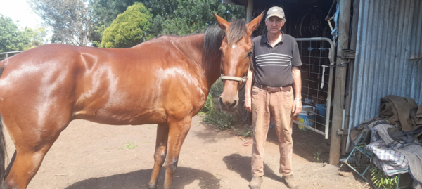 castle-hopes-his-lucky-boy-can-triumph-at-maryborough