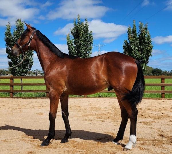 more-dream-prospects-as-vicbred-yearlings-readied-for-gold-coast-sale