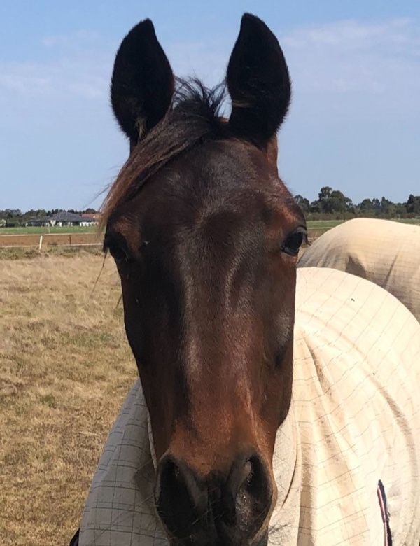 sassyola-salutes-in-her-200th-start-at-melton-for-giles