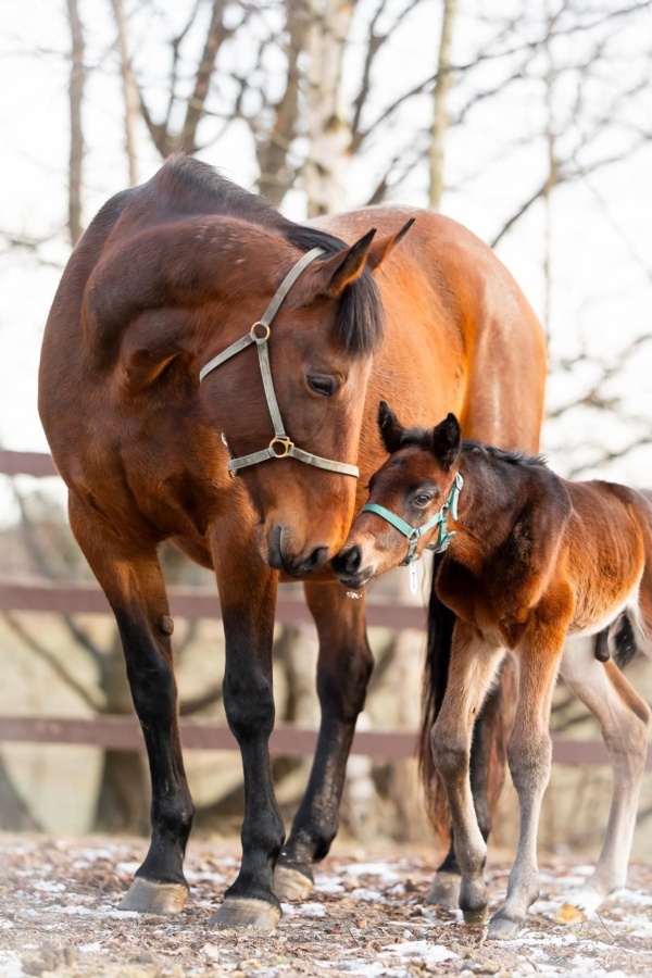 grand-trotting-broodmare-sundonna-dies-aged-25