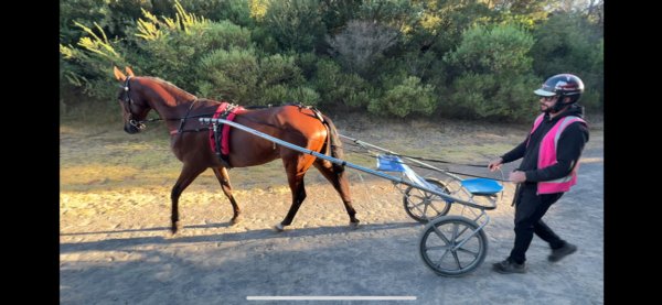 watch-bach-ready-to-make-australian-debut-at-cranbourne