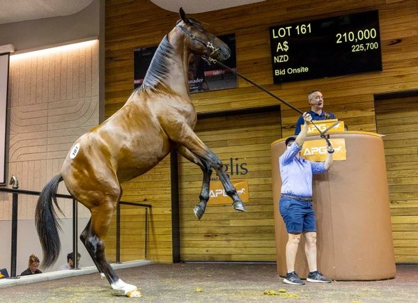 colt-sells-for-210000-at-melbourne-apg-yearling-sale