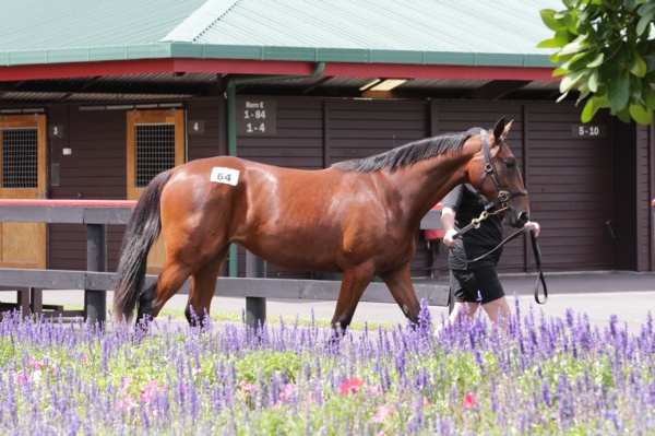 captaintreacherous-foal-tops-the-rich-list-at-nz-sales
