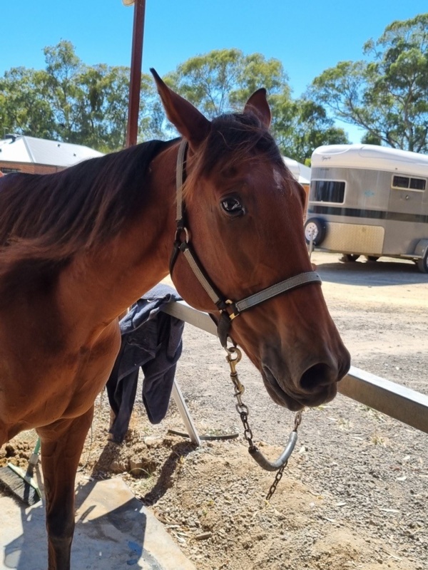maree-raring-to-go-after-nearly-eight-years-on-the-sidelines