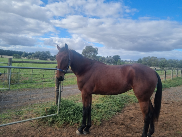 catherine-to-be-inspired-by-an-aussie-icon-at-melton