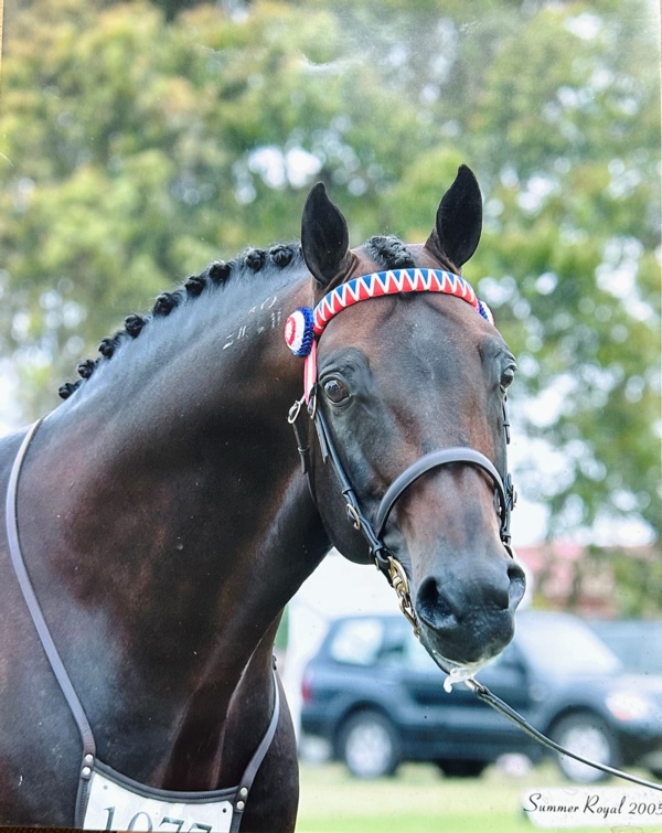 kathleens-hat-trick-from-race-retirees-to-royal-show-champions