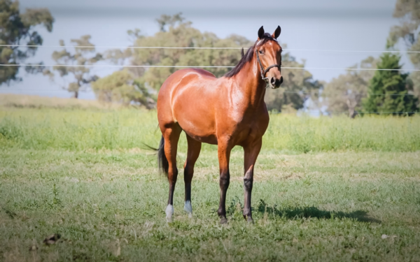 ileana-ready-to-make-an-impact-on-debut-at-ballarat