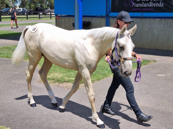 the-cream-of-the-crop-set-for-terang-debut-on-monday