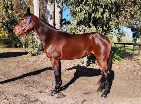 new-zealand-born-mare-is-something-you-gotta-hav-a-look-at