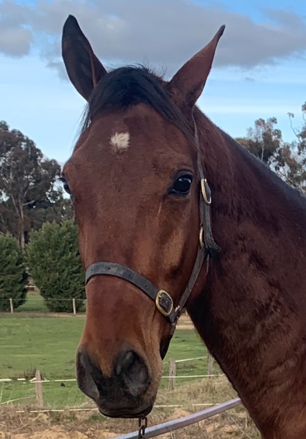 do-it-is-certainly-one-to-blackbook-ahead-of-his-vicbred-debut-at-kilmore