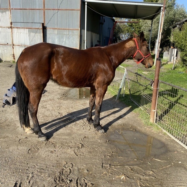 time-in-the-paddock-is-set-to-give-billysophia-a-lift
