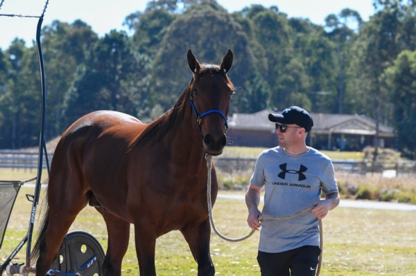 captain-hammerhead-good-as-gold-after-menangle-scare