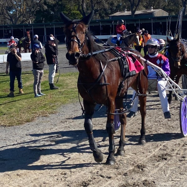 luna-looking-for-a-dream-run-from-a-tricky-draw-in-vicbred-silver-pace