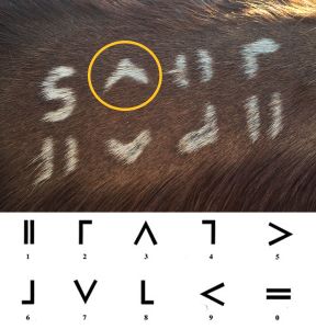 Vicbred-Eligibility-Brands