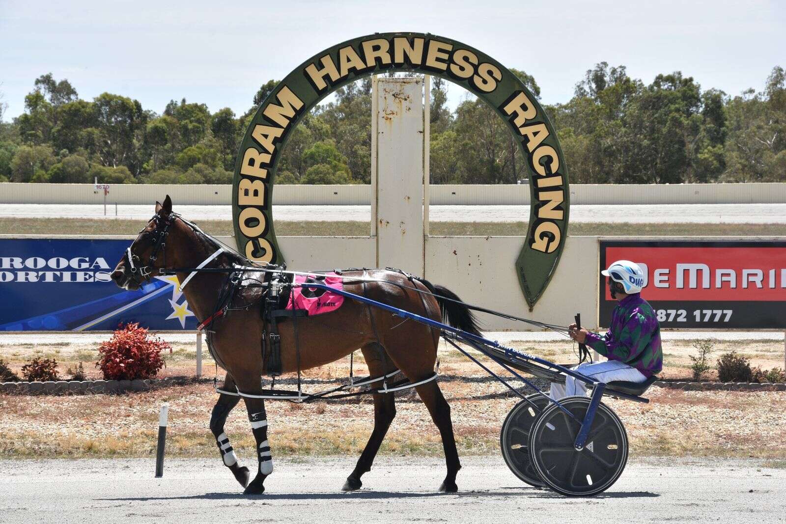 2025 Cobram Pacing Cup