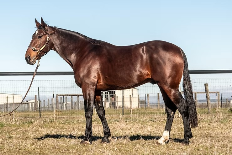 wharton-haras-des-trotteurs-branches-out