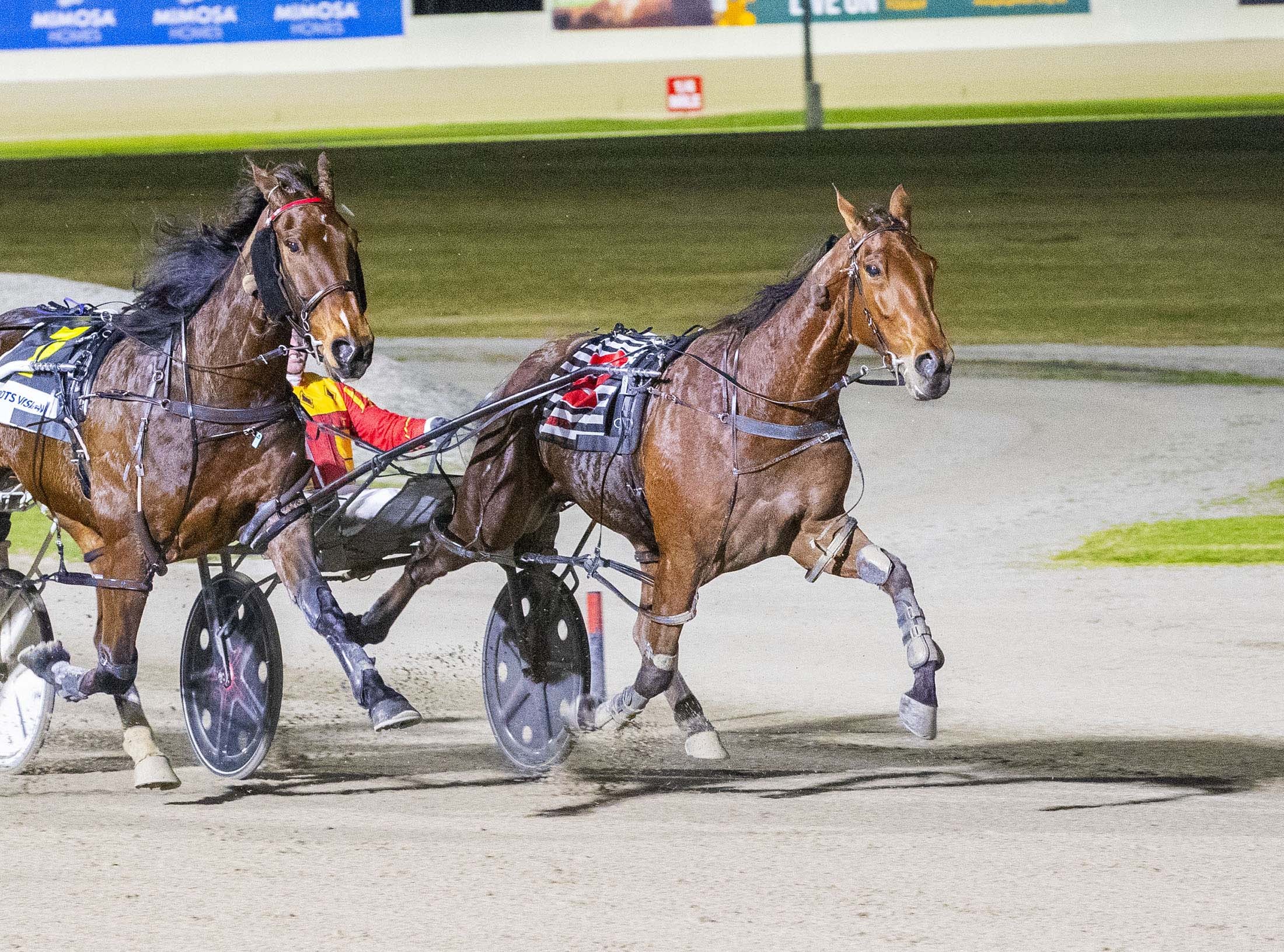 keayang-tokyo-leads-lee-stables-big-night-at-melton